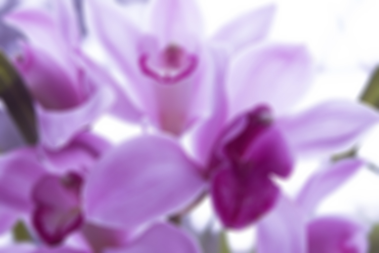 Orchideen – MIS Medicine Information Services